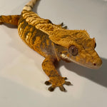 High Contrast Tri Color Extreme Harlequin Female Crested Gecko