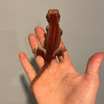 Extreme Red Stripe Sub Adult Male Gargoyle Gecko