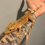 Red Base Patternless Dalmatian Sub Adult Male Crested Gecko