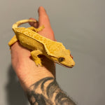 Yellow/Orange High Coverage Extreme Harlequin Sub Adult Female Crested Gecko