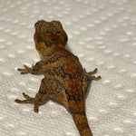 Orange/Red Blotch Mosaic Banded Baby Gargoyle Gecko
