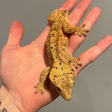 Yellow Base Super Dalmatian Sub Adult Female Crested Gecko