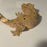 Patternless Dalmatian Sub Adult Male Crested Gecko