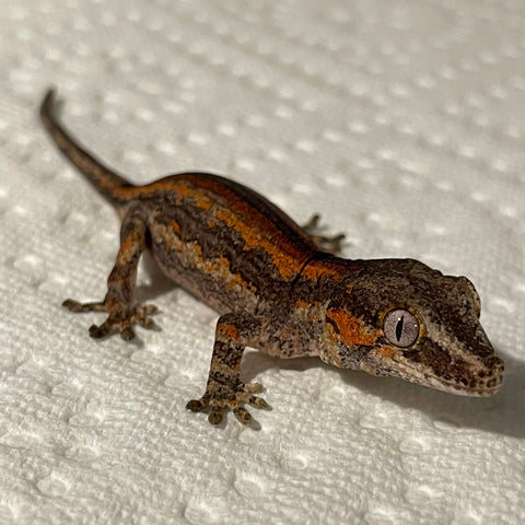 Extreme Red & Orange Stripe Baby Gargoyle Gecko