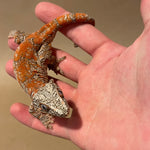 Extreme Super Orange Blotch Sub Adult Male Gargoyle Gecko