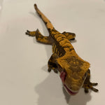 Extreme Dark/Black Base Extreme Harlequin Juvenile Male Crested Gecko