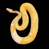 RTB Male Albino Pied 50% Het Clown Ball Python