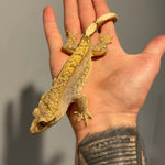 Extreme Harlequin 50% Het Axanthic Sub Adult Female Crested Gecko