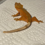 Super Red Phantom/Patternless Sub Adult Female Crested Gecko