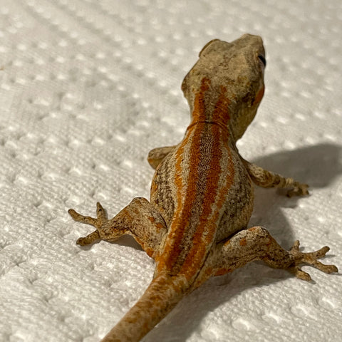 Ultra High End Red & Orange Six Stripe Juvenile Gargoyle Gecko