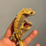 Dark Base High Contrast Extreme Harlequin 50% Het Axanthic Sub Adult Female Crested Gecko