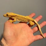 Yellow/Orange High Coverage Extreme Harlequin Sub Adult Female Crested Gecko