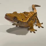 Super Soft Scale Extreme Harlequin Juvenile Male Crested Gecko
