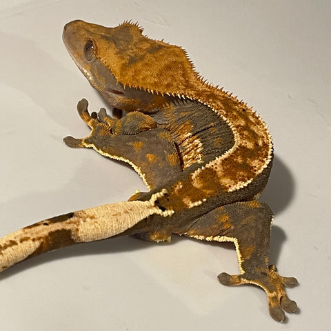 Tri Color Extreme Harlequin Sub Adult Male Crested Gecko