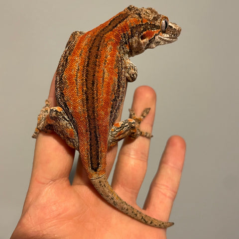 Extreme Orange Six Stripe Sub Adult Female Gargoyle Gecko