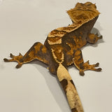 Tri Color Extreme Harlequin Dark Base Sub Adult Male Crested Gecko