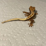 Tri Color Lilly White 50% Het Axanthic Baby Crested Gecko