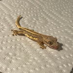 Super Brindle Lilly White Het Empty Back 50% Het Axanthic Juvenile Crested Gecko