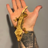 Extreme Harlequin Soft Scale Sub Adult Male Crested Gecko