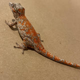 Extreme Super Orange Blotch Sub Adult Male Gargoyle Gecko