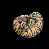 Super Pastel 50% Het Clown & Pied Baby Ball Python