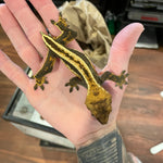 Super Stripe  White Wall Male