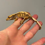 **Asst** Large Juvenile Crested Gecko 50% Het Axanthic 5 Lot