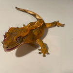 Tangerine High Coverage Extreme Harlequin Juvenile Female Crested Gecko