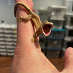 PHANTOM LILLY WHITE 50% HET AXANTHIC ASST HATCHLINGS ***HOLIDAY SPECIAL***