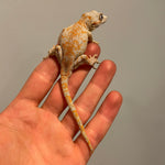 Ultra High End Super Orange Blotch Juvenile Gargoyle Gecko