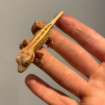 Quad Stripe Lilly White Het Empty Back  50% Het Axanthic Juvenile Crested Gecko