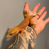Extreme Red Phantom/Patternless Female Sub Adult Crested Gecko