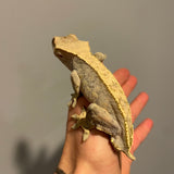 Extreme Harlequin Adult Male Crested Gecko