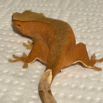 Extreme Red Phantom/Patternless Female Sub Adult Crested Gecko
