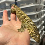 Pine Island X Nu Ana High Color Leachianus Gecko Sub Adult Male