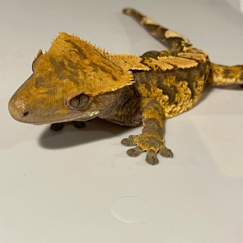 Dark Base High Contrast Extreme Harlequin Sub Adult Male Crested Gecko
