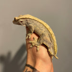 Extreme Harlequin Adult Male Crested Gecko