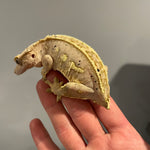 White Wall Het Empty Back Proven Breeder Adult Female Crested Gecko
