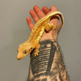 Orange Base Phantom Lilly White Sub Adult Female Crested Gecko