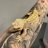 White Wall Het Empty Back Proven Breeder Adult Female Crested Gecko