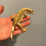 Extreme Harlequin 50% Het Axanthic Sub Adult Female Crested Gecko