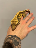 Black Head Dark Base High Contrast Extreme Harlequin 50% Het Axanthic Adult Male Crested Gecko