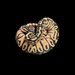 Super Pastel 50% Het Clown & Pied Baby Ball Python