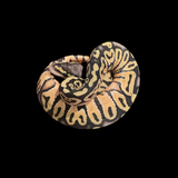 Super Pastel 50% Het Clown & Pied Baby Ball Python