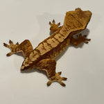 Red Base Extreme Harlequin 50% Het Axanthic Juvenile Crested Gecko