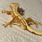 Dreamsicle Super Orange Lilly White 66% Het Phantom 50% Het Axanthic Sub Adult Male Crested Gecko