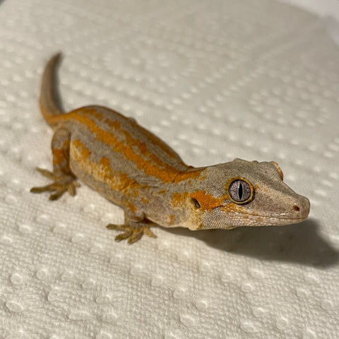 Super Orange & Red Stripe Juvenile Gargoyle Gecko