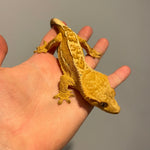 Tangerine White Wall High Coverage Extreme Harlequin Sub Adult Female Crested Gecko