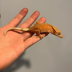 Super Red Phantom/Patternless Sub Adult Female Crested Gecko