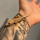 Empty Back Lilly White 50% Het Axanthic Juvenile Crested Gecko
